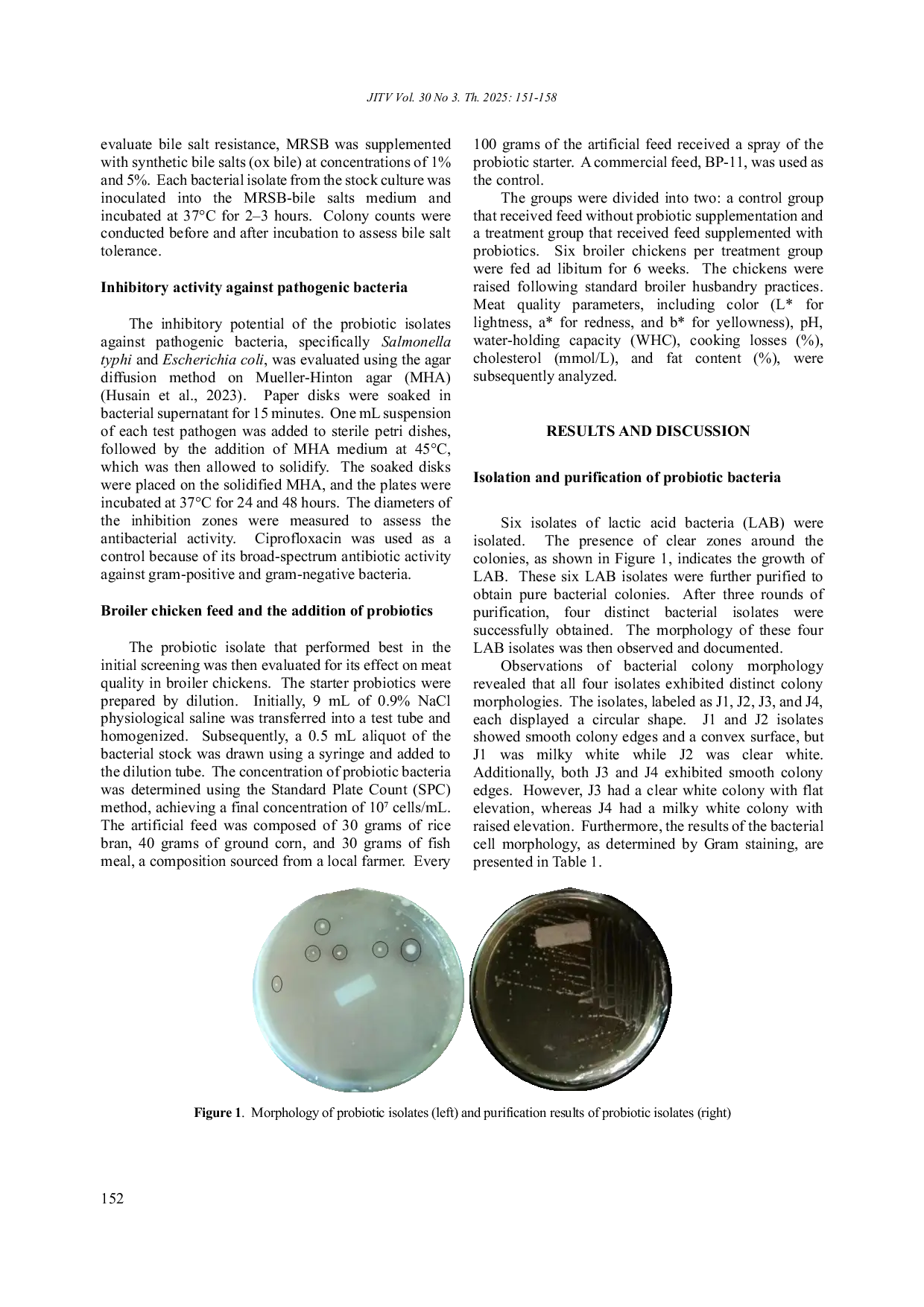 JURIS Screening Probiotics from Genetically Unselected Indonesian Local Chicken to Enhance Meat Quality in Broiler Chicken