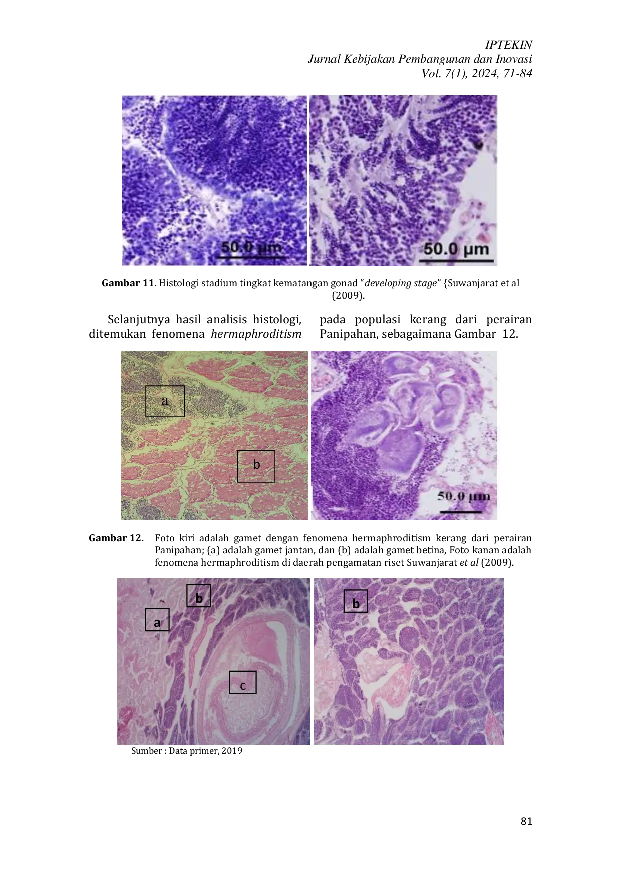 JURIS Identifikasi Tingkat Kematangan Gonad Kerang Darah Anadara Granosa Di Panipahan Kabupaten Rokan Hilir Provinsi Riau