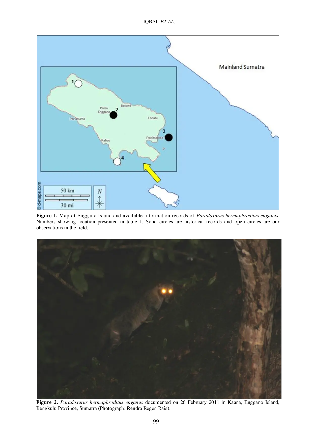 JURIS Photographic Documentation of Rare Enggano Palm Civet Paradoxurus hermaphroditus enganus Carnivora Viverridae
