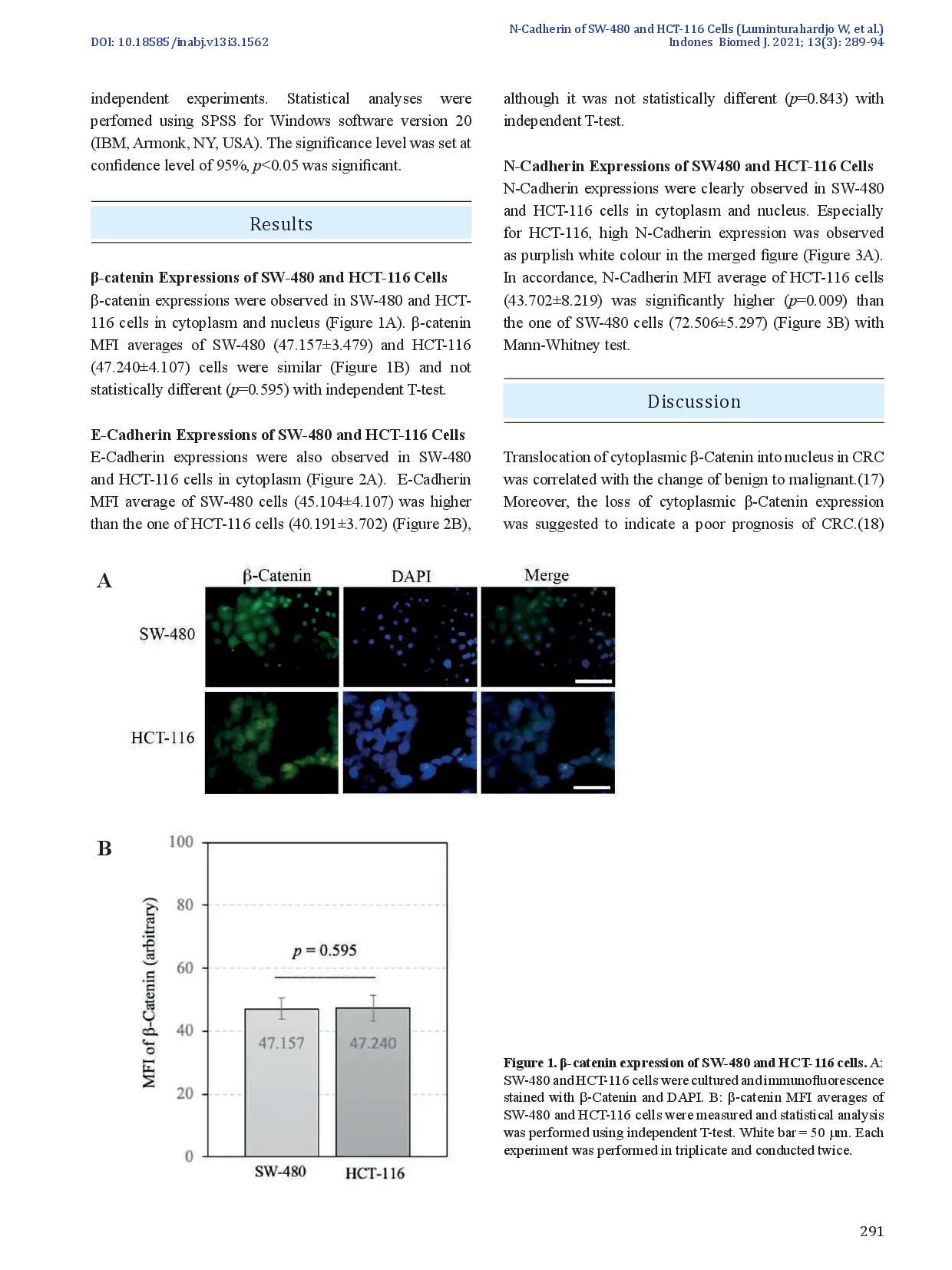 juris N Cadherin as An Important Marker in Colorectal Cancer An investigation of b Catenin and Cadherin Expressions of SW 480 and HCT 116 Cell Lines