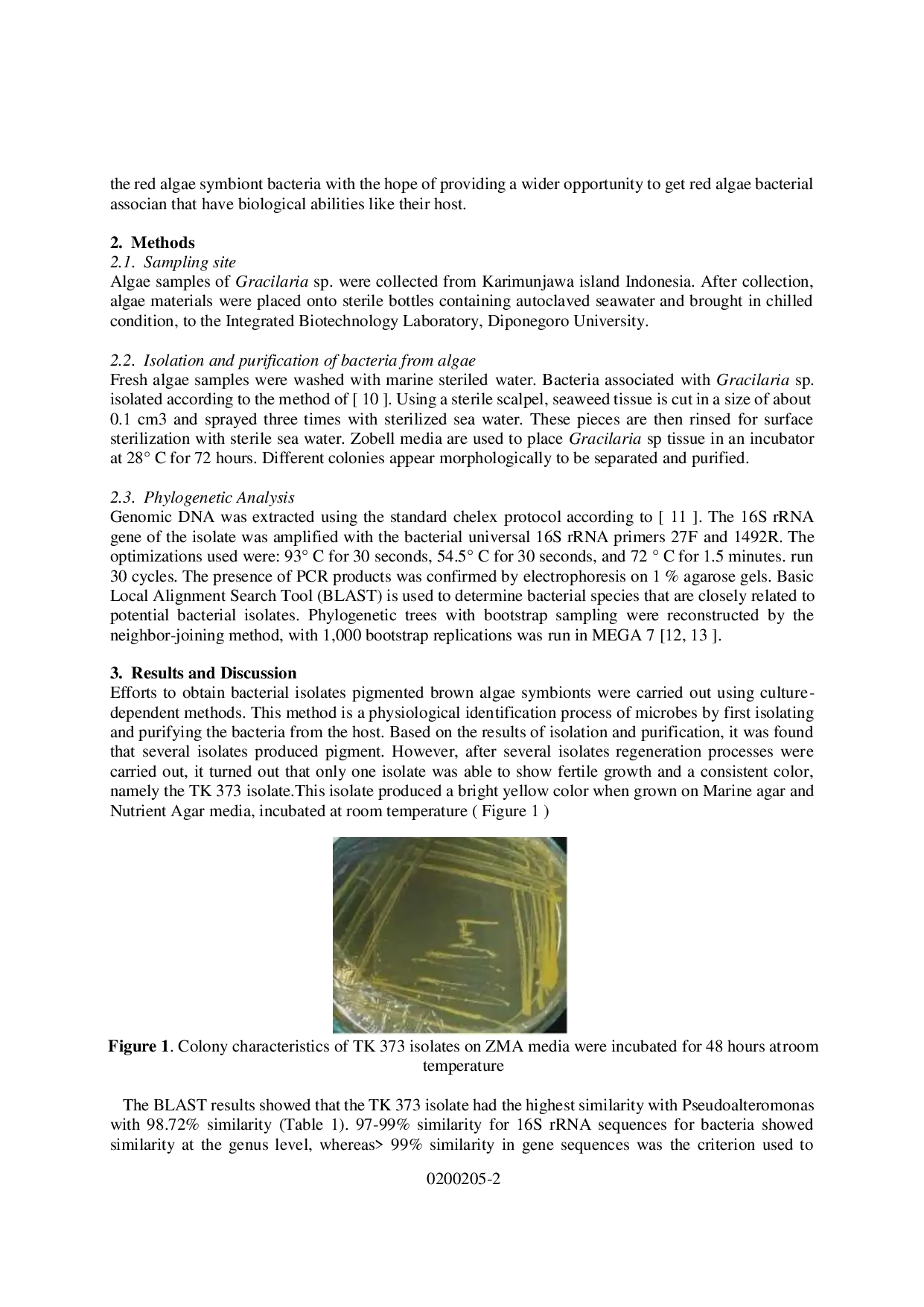 juris Characterization of Yellow Pigmented Bacteria Associated with Gracilaria sp