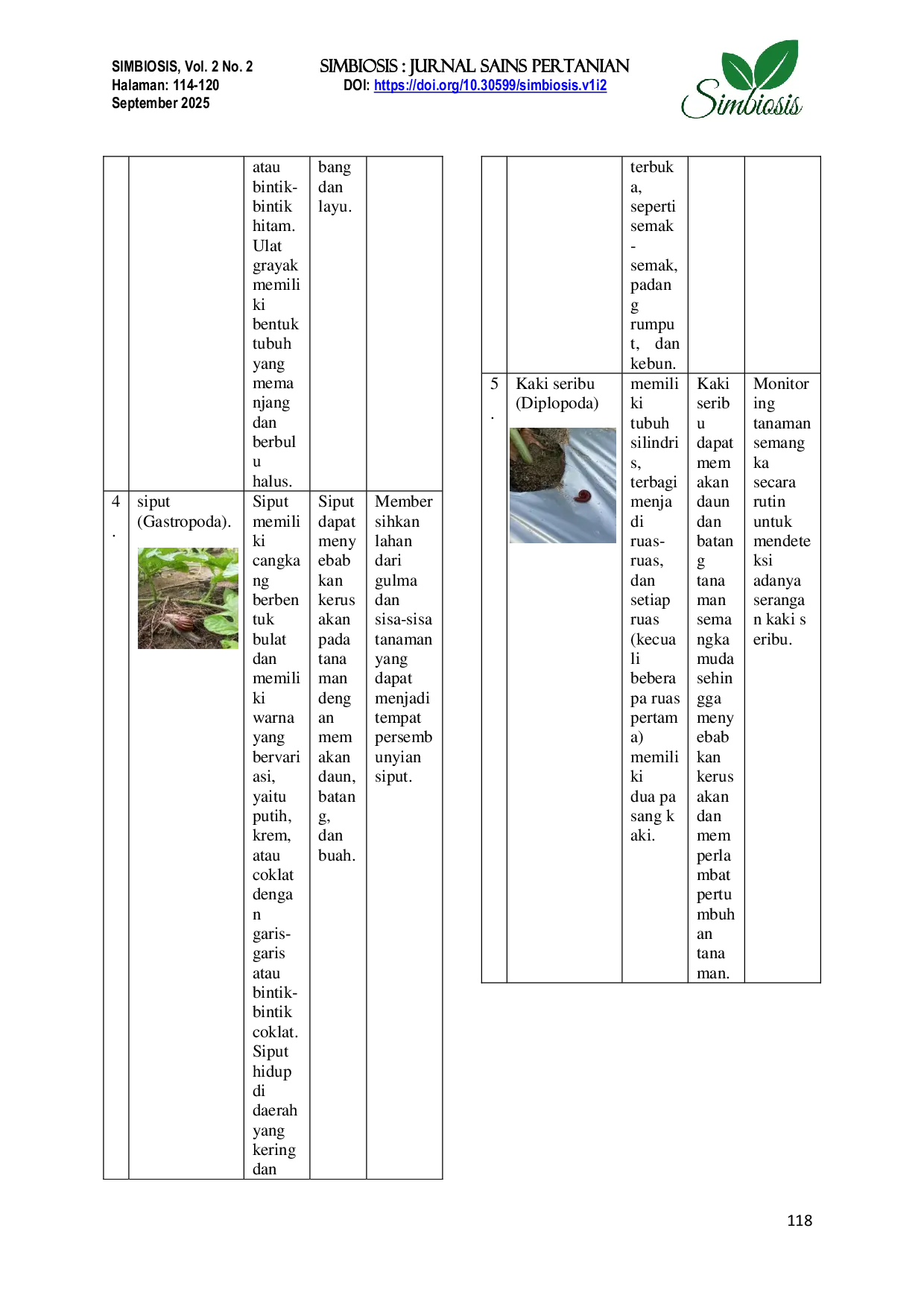 JURIS Identifikasi Hama Pada Tanaman Buah Semangka Sistem Tumpang Sari Di Desa Nusa Tenggara