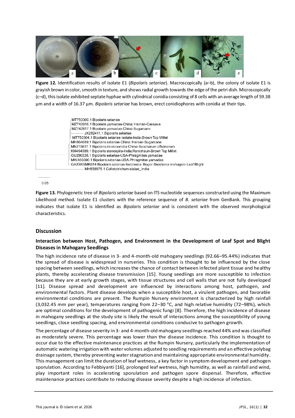 JURIS Evaluation of Leaf Spot and Blight Diseases in Mahogany Swietenia mahagoni Seedlings in Rumpin Nursery Bogor Regency Indonesia