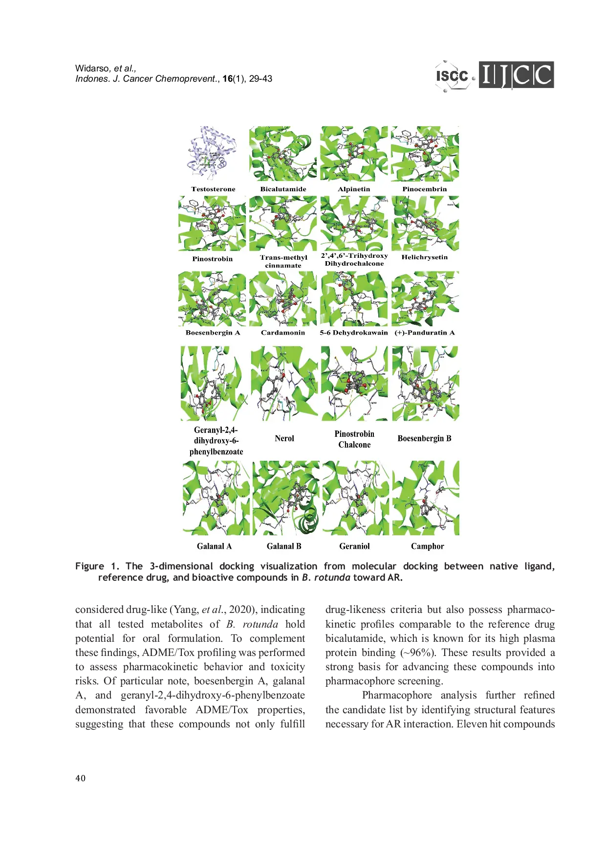 JURIS Targeting Androgen Receptor with Boesenbergia rotunda Phytoconstituents A Computational based Perspective