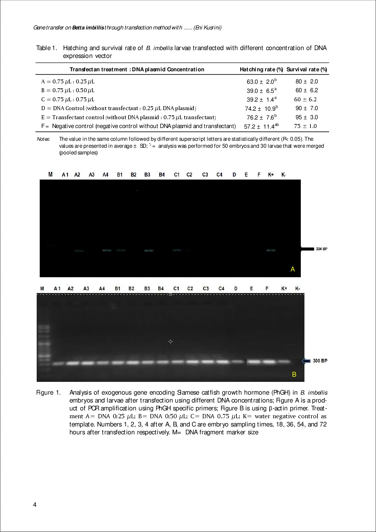 juris GENE TRANSFER ON Betta imbellis THROUGH TRANSFECTION METHOD WITH DIFFERENT DNA CONCENTRATION