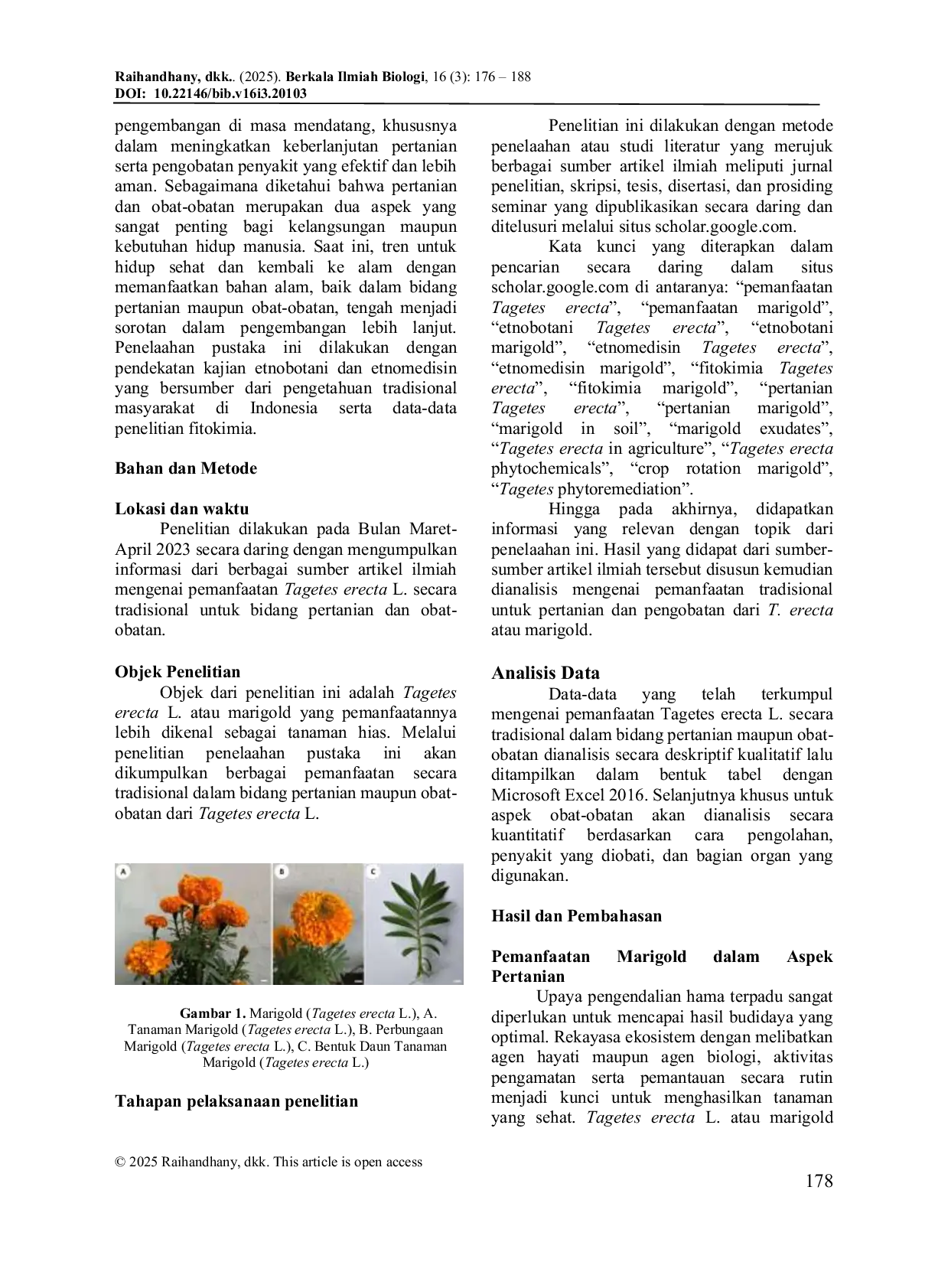 JURIS A Review on The Traditional Utilization of Tagetes erecta L Marigold in The Fields of Agriculture and Medicine in Indonesia