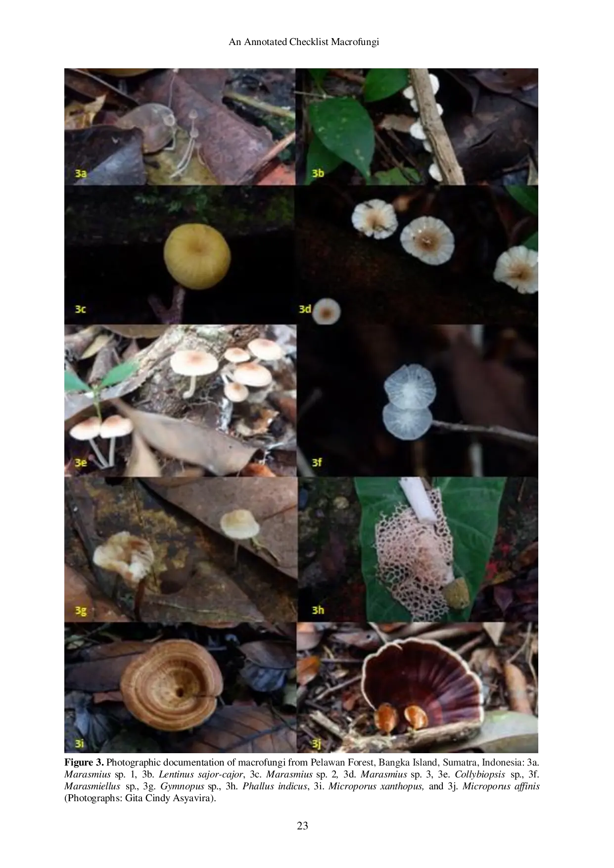 JURIS Annotated Checklist of the Macrofungi Fungi Dikarya of Pelawan Forest Bangka Island Sumatra