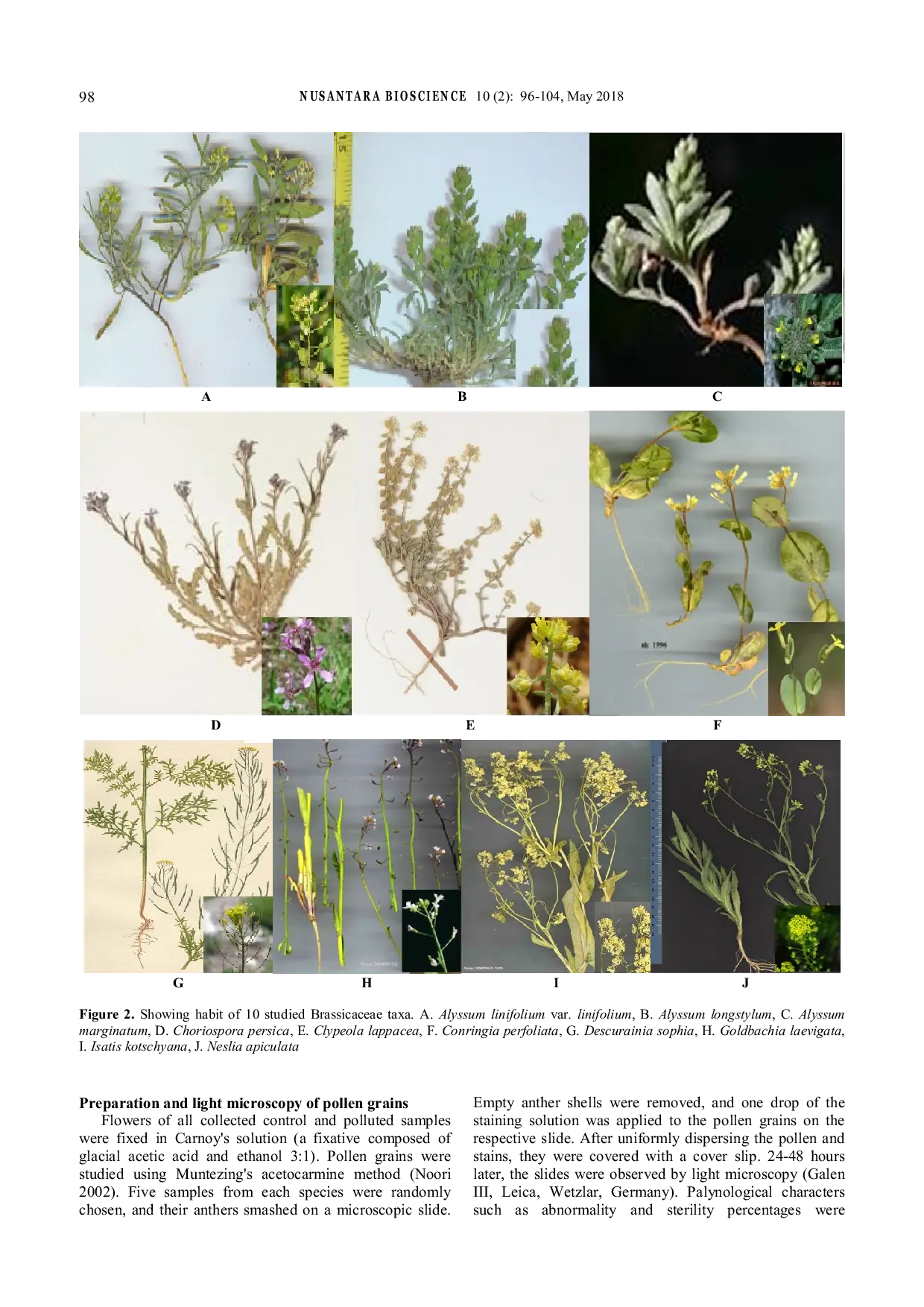 JURIS Seeds characters pollen fertility and flavonoids of ten Brassicaceae collected near a kilns thermal power plant for air pollution bioindication