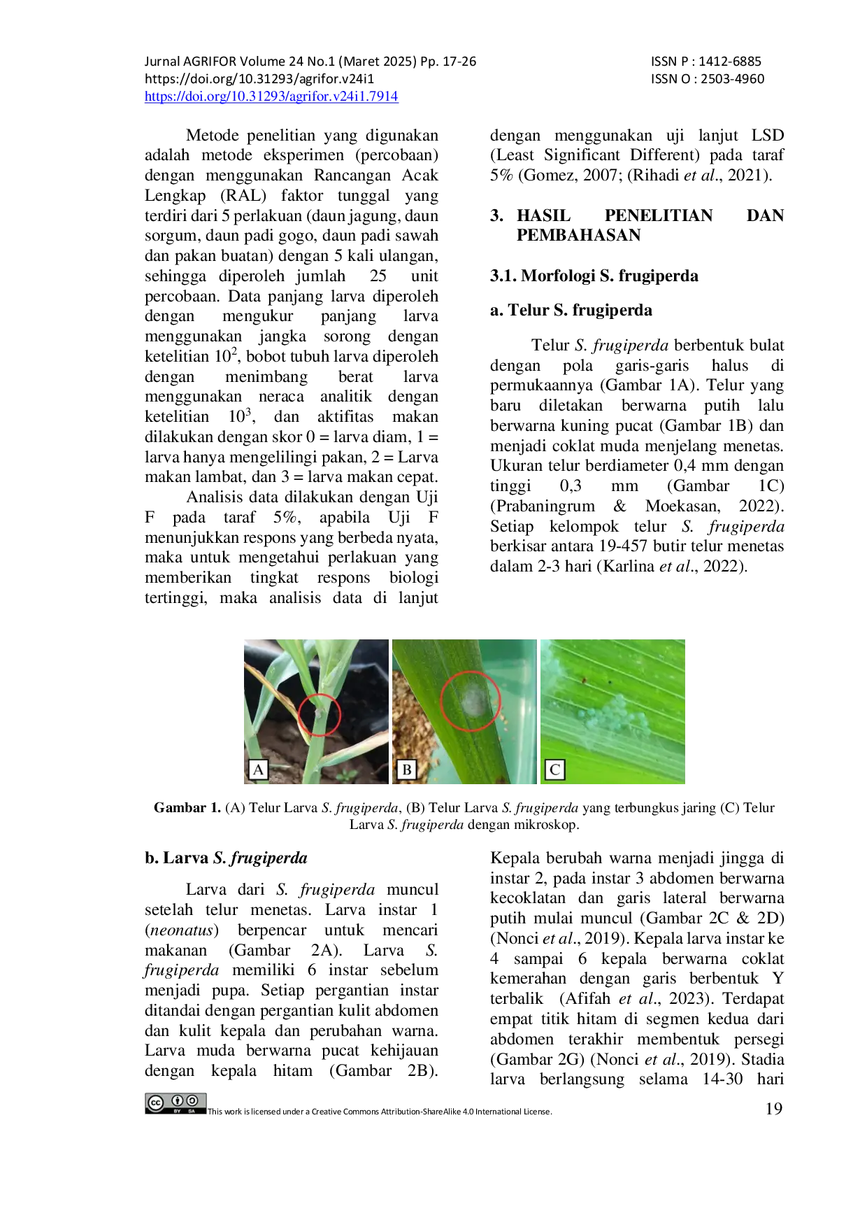 JURIS Morfologi dan Aktivitas Makan Larva Spodoptera frugiperda J E Smith Lepidoptera Noctuidae Akibat Beberapa Pemberian Pakan Alami dan Buatan