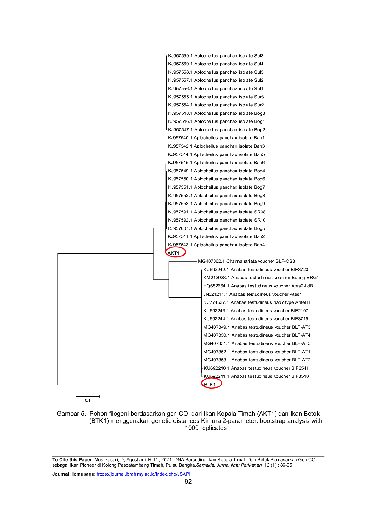 JURIS DNA Barcoding Ikan Kepala Timah Dan Betok Berdasarkan Gen COI sebagai Ikan Pioneer di Kolong Pascatambang Timah Pulau Bangka