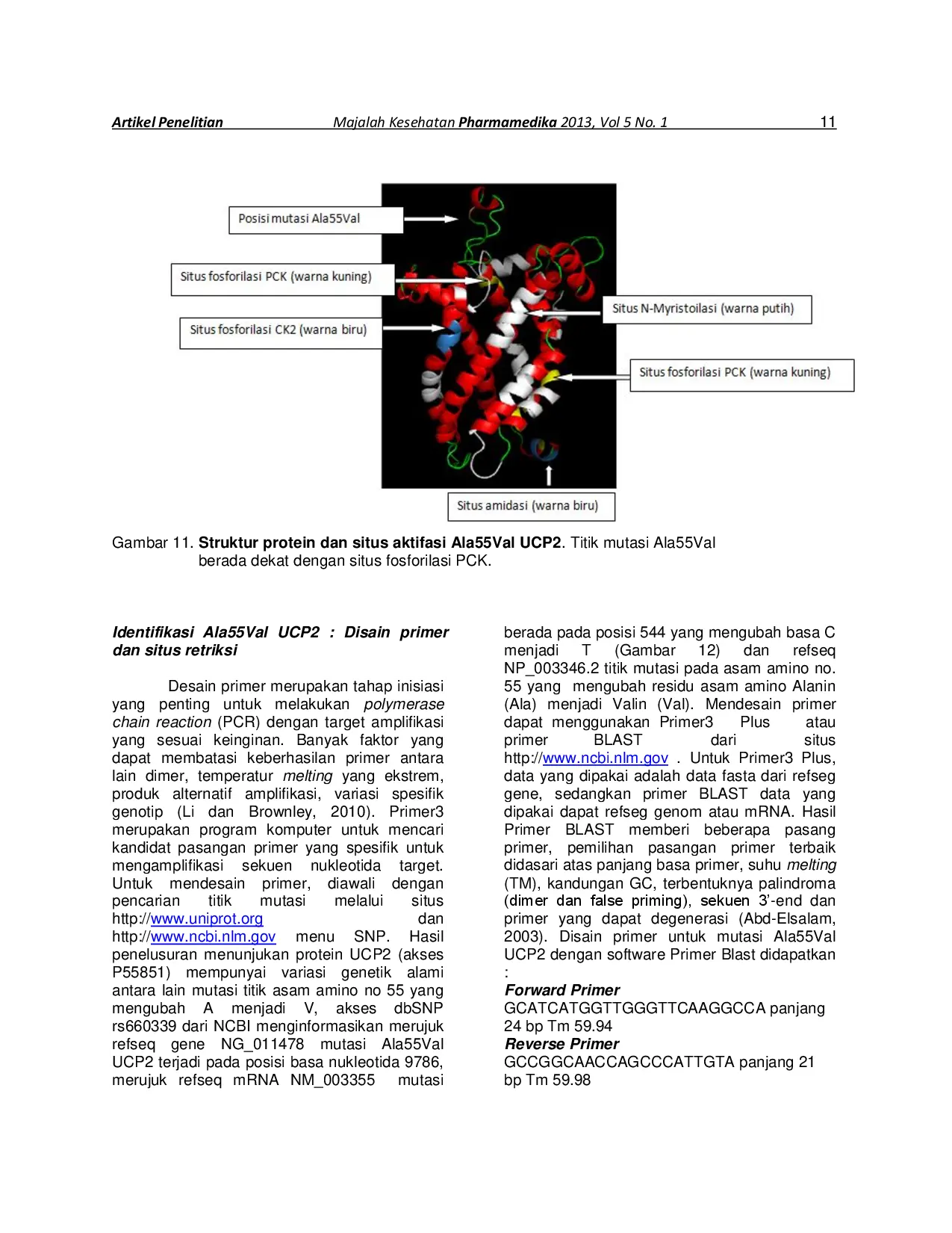 juris Kajian Bioinformatika Uncoupling Protein 2 UCP2 dan Mutasi Ala55Val UCP2 Pada Obesitas dan Diabetes Melitus Tipe 2 DMT2