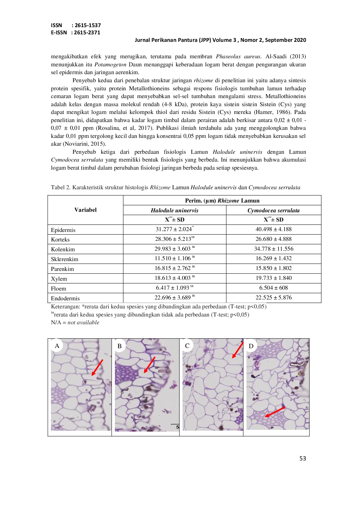 JURIS ANALISIS HISTOLOGIS LAMUN Halodule uninervis dan Cymodocea serrulata YANG YANG BERASAL DARI PERAIRAN TERCEMAR LOGAM BERAT TIMBAL Pb DI KEPULAUAN BANGKA