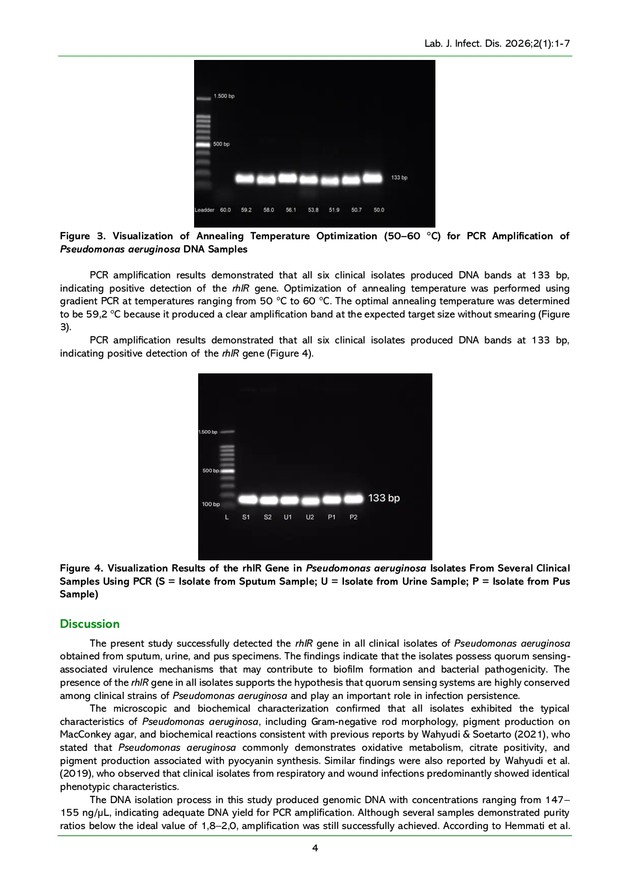 JURIS Detection of the rhlR Gene in Clinical Isolates of Pseudomonas aeruginosa Using Polymerase Chain Reaction PCR