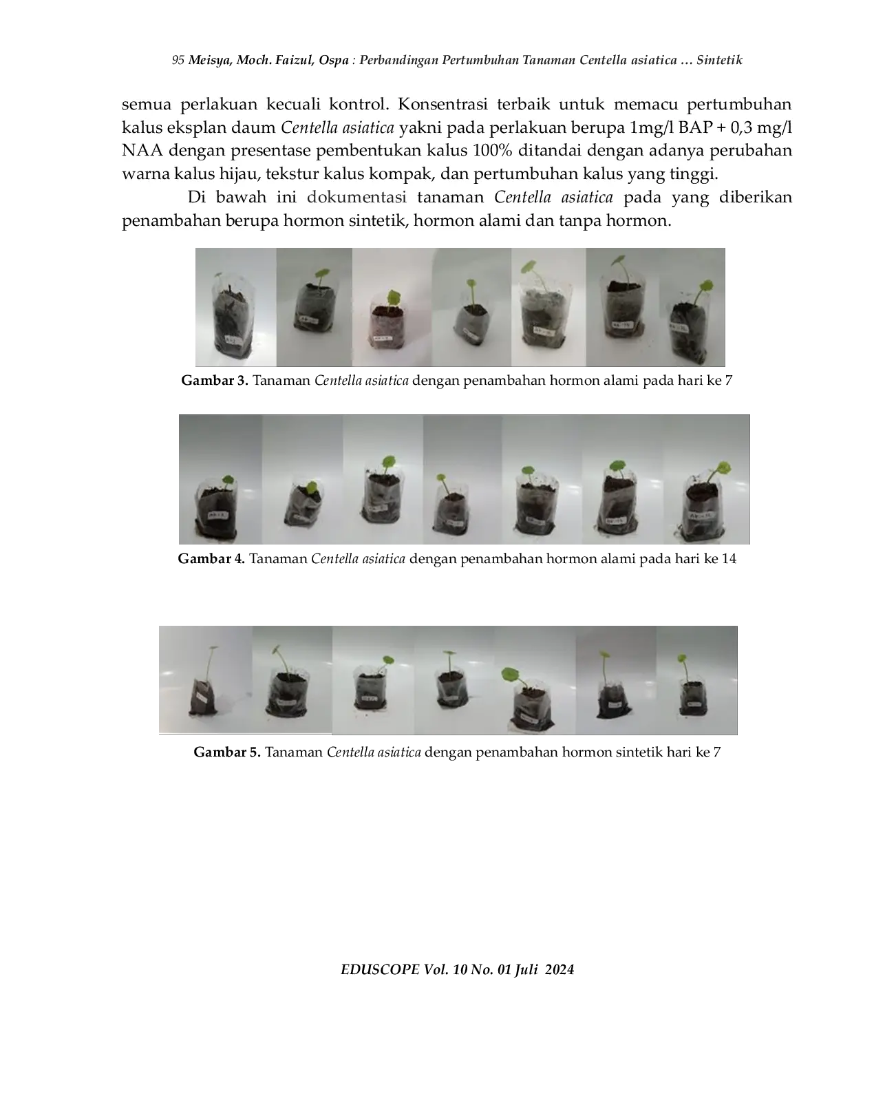 JURIS Perbandingan Pertumbuhan Tanaman Centella asiatica Menggunakan Hormon Alami dan Sintetik