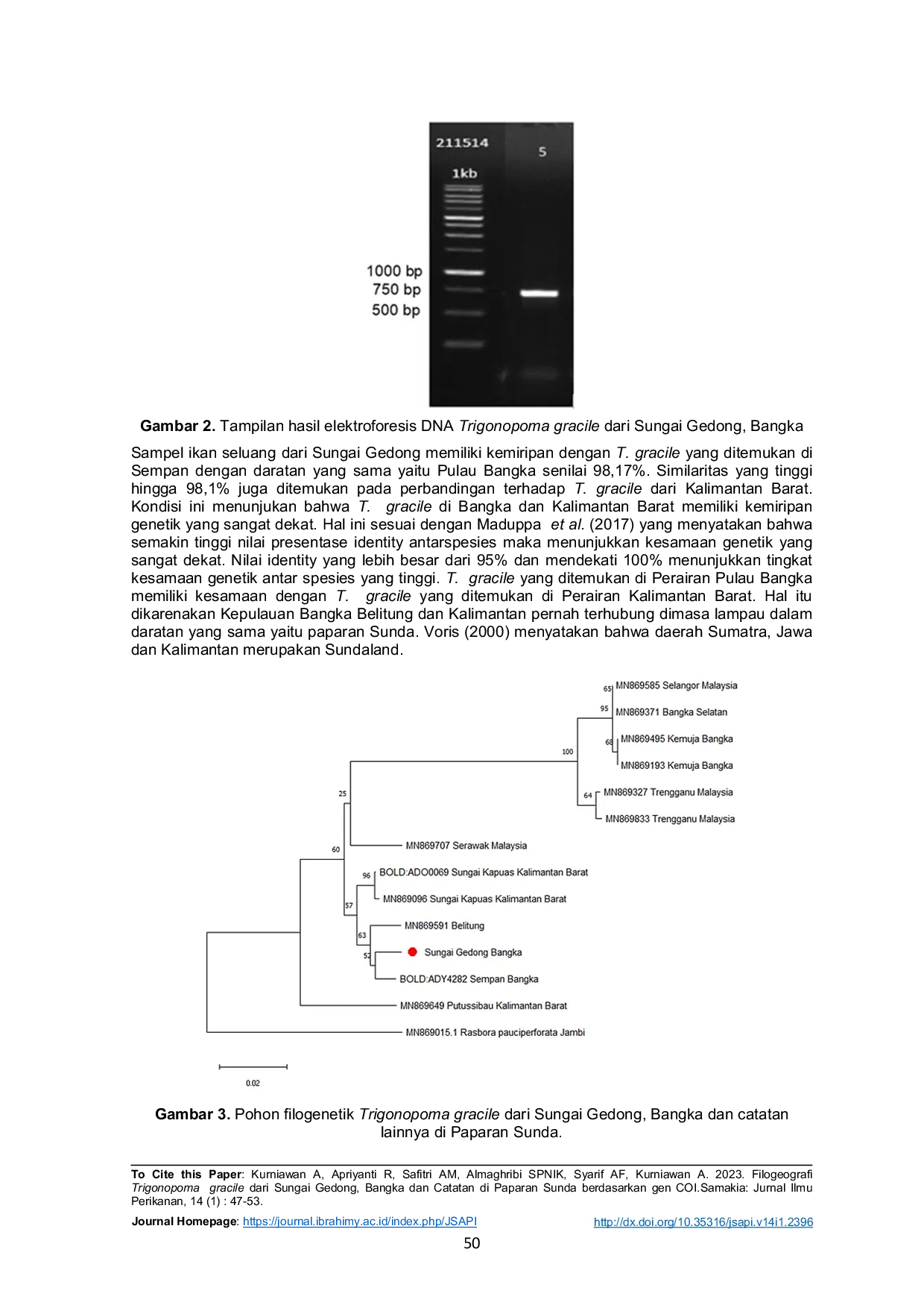 JURIS Filogeografi Trigonopoma gracile dari Sungai Gedong Bangka dan Catatan di Paparan Sunda berdasarkan gen COI