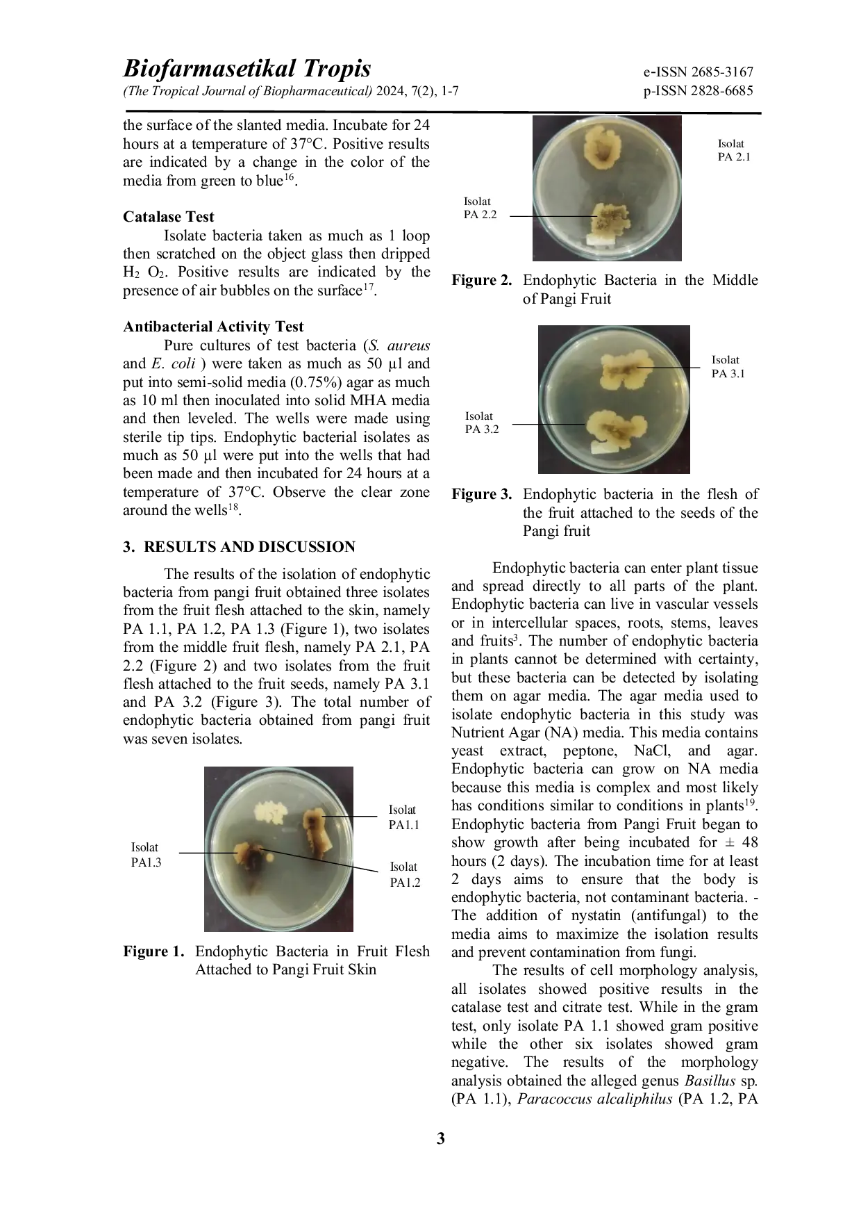 JURIS Endophytics Bacteria from Pangi Fruit Pangium edule REINW and Its Potential as Producer of Antibacterial Compound