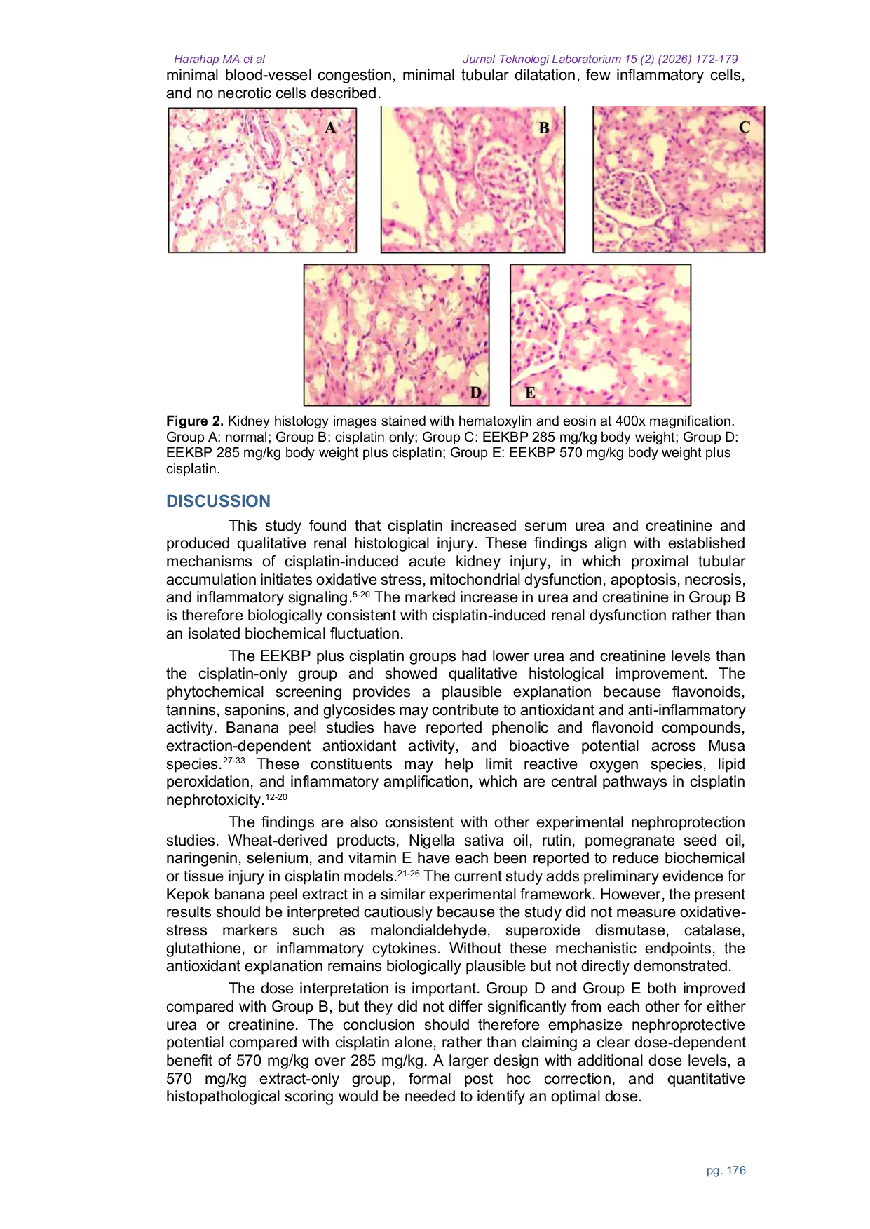 JURIS Potential of Nephroprotective Effect of Ethanol Extract of Kepok Banana Peels on Cisplatin induced Wistar Rats
