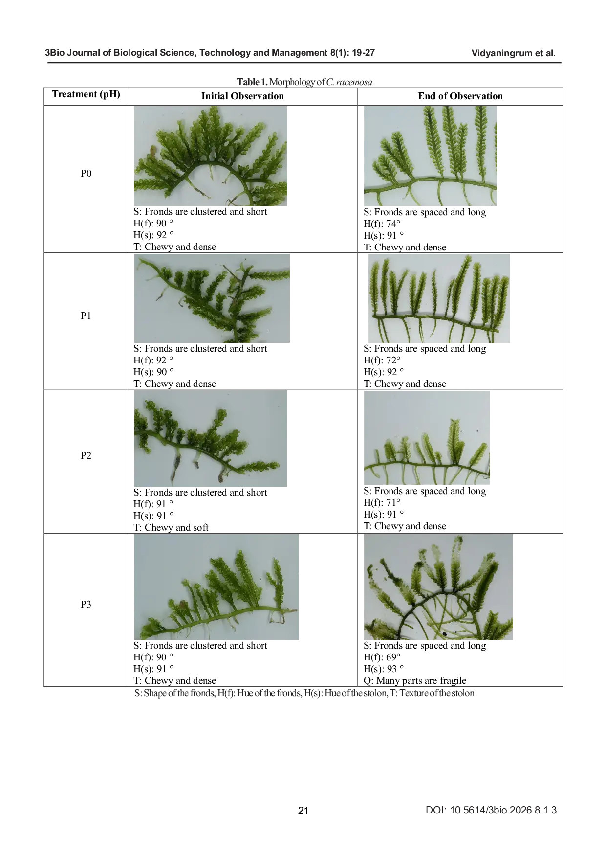 JURIS The Effect of Acidity on the Growth and Chlorophyll a Content of Latoh Caulerpa racemosa